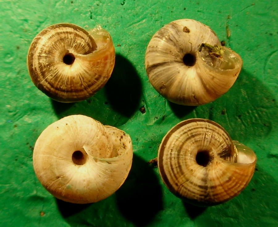 Gastropodi e Ambienti del Parco del Pollino